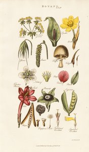 Struktury kwiatowe i roślinne autorstwa Sydenham Teast Edwards