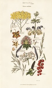 Aranżacje kwiatowe i owocowe autorstwa Sydenham Teast Edwards