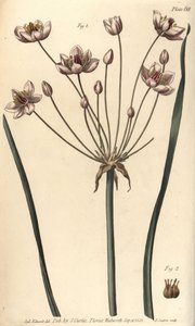 Kwitnący szuwar, Butomus umbellatus, Hexagynia, kwiat hermafrodyty 1 i pistilla 2. Ręcznie barwiony miedzioryt autorstwa F. Sansoma przedstawiający ilustrację botaniczną autorstwa Sydenhama Edwardsa do Wykładów o botanice autorstwa Williama Curtisa, wygłos autorstwa Sydenham Teast Edwards