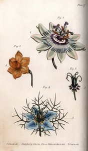 Kwiaty marakui lub marakui, narcyzów i czarnuszki. Kolorowa miedzioryt, ilustracja Sydenham Edwards (1768-1819) dla Konferencji Botanicznej, Ogród Botaniczny Lambeth (Anglia) autorstwa Sydenham Teast Edwards