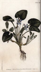 Pachnący fiolet. Kolorowa miedzioryt, ilustracja Sydenham Edwards (1768-1819) dla Konferencji Botanicznej, Ogród Botaniczny Lambeth (Anglia) autorstwa Sydenham Teast Edwards