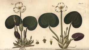 Frogbit, Hydrocharis morsus-ranae, Dioecia, roślina żeńska 1,4, roślina męska 2,3. Ręcznie barwiony miedzioryt autorstwa F. Sansoma przedstawiający ilustrację botaniczną Sydenhama Edwardsa do wykładów Williama Curtisa na temat botaniki, dostarczony w Ogrod autorstwa Sydenham Teast Edwards