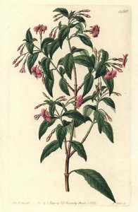 Fuschia variete - Fuksja o rozgałęzionych prętach, Fuchsia bacillaris. Naturalny mieszaniec pomiędzy Fuchsia microphylla subsp. microphylla i Fuchsia thymifolia subsp. thymifolia. Ręcznie kolorowany miedzioryt autorstwa S. Wattsa na podstawie ilustracji Sa autorstwa Sydenham Teast Edwards