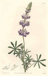 Garden Lupin, pochodzący z Kalifornii - S. Watts Strong Water z ilustracji Sarah Anne Drake (1803-1857), z rejestru botanicznego autorstwa Sydenham Teast Edwards