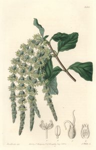 Garrya z eliptycznymi liśćmi lub jedwabistymi żołędziami lub krzakiem niedźwiedzia - Mocna woda autorstwa S. Wattsa z ilustracji Sarah Anne Drake (1803-1857), z rejestru botanicznego