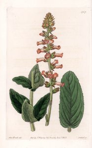Genera Variete - Talerz grawerowany przez S.Wattsa, z ilustracji Sarah Anne Drake (1803-1857), z rejestru botanicznego Sydenham Edwards (1768-1819), Anglia autorstwa Sydenham Teast Edwards