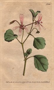 Geranium ma liść szczawiu z kwiatami z różami, pochodzący z Południowej Afryki. Szczaw dziób żurawia z różowymi żyłkami kwiatów. Pochodzi z Przylądka w Południowej Afryce. Acetosum pelargonii. Ręcznie kolorowany miedzioryt z ilustracji botanicznej autorstw autorstwa Sydenham Teast Edwards