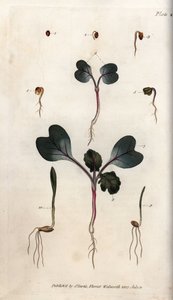 Kiełkowanie nasion rzodkiewki, pszenicy zwyczajnej i jęczmienia zwyczajnego. Kolorowa miedzioryt, ilustracja Sydenham Edwards (1768-1819) dla Konferencji Botanicznej, Ogród Botaniczny Lambeth (Anglia) autorstwa Sydenham Teast Edwards