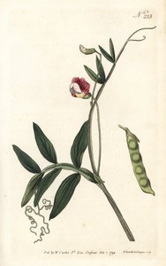 Gesse climene - wyka hiszpańska, Lathyrus clymenum (Lathyrus mieszany, Lathyrus articulatus). Ręcznie barwiony miedzioryt autorstwa Sansoma według ilustracji Sydenhama Edwardsa z magazynu Botanical Magazine Williama Curtisa, Londyn autorstwa Sydenham Teast Edwards