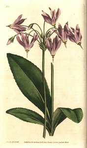 Giroselle z Wirginii - amerykański krowiak lub dodecatheon Meada, Dodecatheon meadia. Ręcznie kolorowany miedzioryt według ilustracji botanicznej autorstwa Jamesa Sowerby