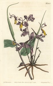 Globba radykalne (Dziewczęta z opery, Mantisia saltatoria). Ręcznie barwiony miedzioryt autorstwa F. Sansoma Jr. według ilustracji Sydenhama Edwardsa z magazynu botanicznego Williama Curtisa, T. Curtis, Londyn autorstwa Sydenham Teast Edwards