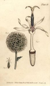 Oset kulisty, Echinops sphaerocephalus, Polygamia segregata, kwiat 1 i pojedynczy różyczek 2,3. Ręcznie barwiony miedzioryt autorstwa F. Sansoma przedstawiający ilustrację botaniczną Sydenhama Edwardsa do Wykładów o botanice Williama Curtisa, dostarczonych autorstwa Sydenham Teast Edwards