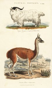 Koza i lama - koza długoroga, Capra aegagrus i lama, Lama glama (Glama camel, Camelus lama). Ręcznie barwiony miedzioryt według Sydenhama Edwardsa z John Mason Good
