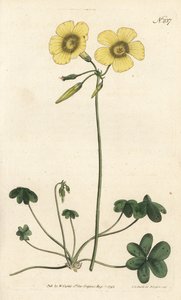 Kozia łapa - szczaw pospolity, Oxalis caprina. Ręcznie barwiony miedzioryt autorstwa Sansoma według ilustracji Sydenhama Edwardsa autorstwa Williama Curtisa Botanical Magazine, Londyn autorstwa Sydenham Teast Edwards