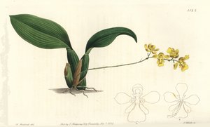 Storczyk Gomesa cornigera (Rogaty oncidium, Oncidium cornigerum). Ręcznie barwiony miedzioryt autorstwa S. Wattsa według ilustracji Williama Herberta z Sydenham Edwards