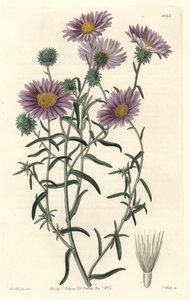 Grey Aster, pochodzący z Kalifornii - S. Watts Strong Water z ilustracji Sarah Anne Drake (1803-1857), z rejestru botanicznego autorstwa Sydenham Teast Edwards