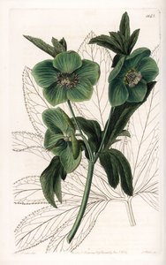 Green Flower Hellebore Variete - Grawerowane przez S.Wattsa, z ilustracji Sarah Anne Drake (1803-1857), z rejestru botanicznego Sydenham Edwards (1768-1819), Anglia autorstwa Sydenham Teast Edwards