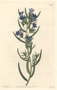 Gremil liście rozmarynu, pochodzące z Sycylii - Water forte autorstwa S. Wattsa z ilustracji Sarah Anne Drake (1803-1857), z rejestru botanicznego autorstwa Sydenham Teast Edwards