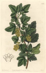 Groseillier, znany jako Gadellier z Syberii (Ribes diacanthum), pochodzący z Chile - Water forte autorstwa S. Wattsa z ilustracji Sarah Anne Drake (1803-1857), z rejestru botanicznego autorstwa Sydenham Teast Edwards