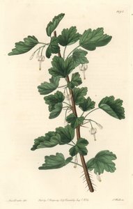 Groseillier, pochodzący z Ameryki Północnej - Woda silna autorstwa S. Wattsa z ilustracji Sarah Anne Drake (1803-1857), z rejestru botanicznego autorstwa Sydenham Teast Edwards
