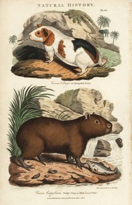 Świnka morska i kapibara - Świnka morska, Cavia porcellus i kapibara, Hydrochoerus hydrochaeris. Ręcznie barwiony miedzioryt według Sydenhama Edwardsa z John Mason Good