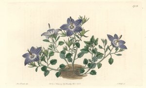 Dzwoneczek o owłosionych liściach, pochodzący z Włoch - Mocna woda autorstwa S. Wattsa z ilustracji Sarah Anne Drake (1803-1857), z rejestru botanicznego autorstwa Sydenham Teast Edwards