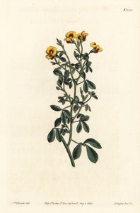 Goodia owłosiona, Goodia lotifolia var. pubescens (Goodia pubescens). Ręcznie kolorowany miedzioryt wykonany przez F. Sansoma Jr. na podstawie ilustracji Sydenhama Edwardsa z "William Curtis