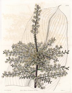 Hawajski szpinak lub trzcina z Indii - Talerz grawerowany przez S.Wattsa, z ilustracji Sarah Anne Drake (1803-1857), z rejestru botanicznego Sydenham Edwards (1768-1819), Anglia autorstwa Sydenham Teast Edwards