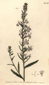 Lobelia Heath, Lobelia urens, Polygamia monogamia. Ręcznie kolorowany miedzioryt autorstwa F. Sansoma przedstawiający ilustrację botaniczną Sydenhama Edwardsa do wykładów Williama Curtisa na temat botaniki, dostarczony w Ogrodzie Botanicznym w Lambeth autorstwa Sydenham Teast Edwards