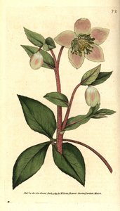 Ciemiernik (ellebore) siwy lub czarny - Ciemiernik siwy lub purpurowy, Helleborus lividus. Ręcznie kolorowany miedzioryt według ilustracji botanicznej autorstwa Jamesa Sowerby