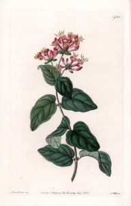 Herb variete - Talerz grawerowany przez S.Wattsa, z ilustracji Sarah Anne Drake (1803-1857), z rejestru botanicznego Sydenham Edwards (1768-1819), Anglia autorstwa Sydenham Teast Edwards