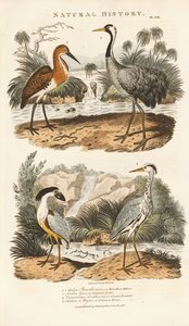 Czaple i żurawie w ich siedliskach na terenach podmokłych autorstwa Sydenham Teast Edwards
