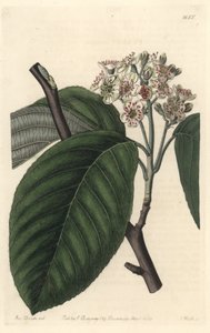 Himalayan Mountain ash - S. Watts Strong Water z ilustracji Sarah Anne Drake (1803-1857), z rejestru botanicznego autorstwa Sydenham Teast Edwards
