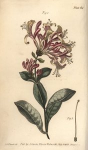 Wiciokrzew, Lonicera caprifolium, Monogynia. Ręcznie kolorowany miedzioryt autorstwa F. Sansoma przedstawiający ilustrację botaniczną Sydenhama Edwardsa do wykładów Williama Curtisa na temat botaniki, dostarczony w Ogrodzie Botanicznym w Lambeth