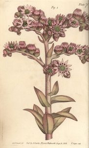 Rojnik, Sempervivum tectorum, Dodekagynia, kwiat hermafrodyty z 12 pistillami. Ręcznie barwiony miedzioryt autorstwa F. Sansoma przedstawiający ilustrację botaniczną Sydenhama Edwardsa do Wykładów o botanice Williama Curtisa, dostarczony w Ogrodzie Botanic autorstwa Sydenham Teast Edwards