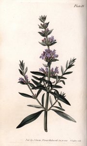 Hyzop lub hizop lekarski. Kolorowa miedzioryt, ilustracja Sydenham Edwards (1768-1819) dla Konferencji Botanicznej, Ogród Botaniczny Lambeth (Anglia) autorstwa Sydenham Teast Edwards