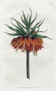 Imperial Fritillary lub Imperial Crown - Litografia Sydenham Edwards (1768-1819), płyta z magazynu botanicznego Williama Curtisa (1746-1799) autorstwa Sydenham Teast Edwards