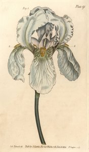 Iris florentina, Iris germanica nothovar. Ręcznie kolorowany miedzioryt autorstwa F. Sansoma przedstawiający ilustrację botaniczną Sydenhama Edwardsa do wykładów Williama Curtisa na temat botaniki, dostarczony w Ogrodzie Botanicznym w Lambeth autorstwa Sydenham Teast Edwards