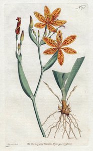 Iris leopard lub tiger lily (Iris Domestica) - Litografia Sydenhama Edwardsa (1768-1819), z Botanical Magazine Williama Curtisa (1746-1799) autorstwa Sydenham Teast Edwards