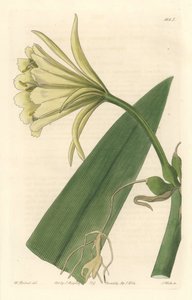 Ismene, Narcissus or Daffodil of Peru - Strong Water autorstwa S. Wattsa z ilustracji Sarah Anne Drake (1803-1857), z rejestru botanicznego autorstwa Sydenham Teast Edwards