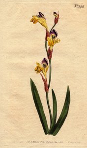 Ixia ma ringente corolla w kolorze żółto-fioletowym i brązowym. Ringent ixia z żółtymi, fioletowymi i brązowymi kwiatami. Ixia dwukolorowa. Ręcznie kolorowany miedzioryt z ilustracji botanicznej autorstwa Sydenham Edwards z „”Magazynu Botanicznego” William autorstwa Sydenham Teast Edwards