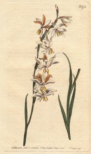 Ixia ma białe, żółte i pomarańczowe żyłki. Kwitnąca ixia ukwiecona z białymi, pomarańczowymi i żółtymi żyłkami. Ixia promienista. Ręcznie kolorowany miedzioryt z ilustracji botanicznej Sydenham Edwards z „” Botanical Magazine” Williama Curtisa” 179 autorstwa Sydenham Teast Edwards