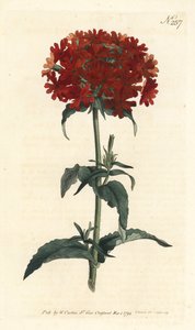 Krzyż Jerozolimski - Płonąca miłość, Silene chalcedonica (Scarlet lychnis, Lychnis chalcedonica). Ręcznie barwiony miedzioryt autorstwa Sansoma według ilustracji Sydenhama Edwardsa z magazynu Botanical Magazine Williama Curtisa, Londyn autorstwa Sydenham Teast Edwards