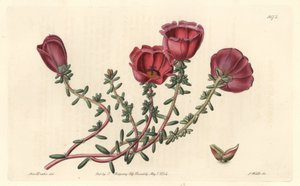 Portulaka wielkokwiatowa lub jedenastogodzinny rycerz, pochodzący z Chile - mocna woda S. Watts z ilustracji Sarah Anne Drake (1803-1857), z rejestru botanicznego