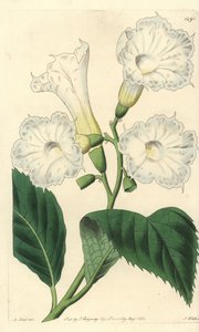 Cordia wielkokwiatowa - Cordia wielkokwiatowa, Cordia grandiflora. Ręcznie barwiony miedzioryt autorstwa S. Wattsa wg ilustracji M. Harta z Sydenham Edwards