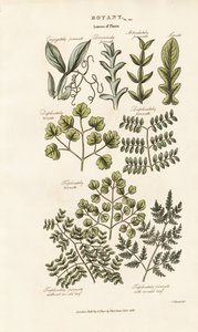 Formy i układy liści autorstwa Sydenham Teast Edwards