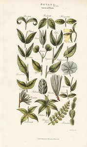  autorstwa Sydenham Teast Edwards