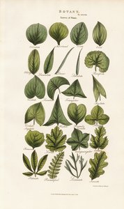 Formy liści w morfologii botanicznej autorstwa Sydenham Teast Edwards