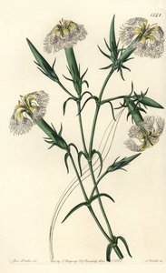 Goździk libański (gatunek zagrożony) - Różowy libański, Dianthus libanotis. Zagrożone gatunki. Ręcznie barwiony miedzioryt autorstwa S. Wattsa według ilustracji panny Sarah Drake z rejestru botanicznego Sydenham Edwards, Ridgeway, Londyn autorstwa Sydenham Teast Edwards