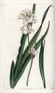 Libertia, endemiczna dla Chile - wyryte przez S.Watts, z ilustracji Sarah Anne Drake (1803-1857), z Botanical Register of Sydenham Edwards (1768-1819), Anglia autorstwa Sydenham Teast Edwards
